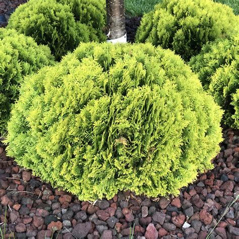 Magoc ball arborvitae